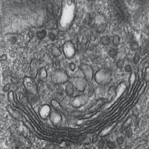 A Fresh Look at the Golgi Apparatus | Cell And Molecular Biology