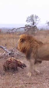 1.5M views · 10K reactions | "Pack of Lions Ambush Hyenas – Resilient Hyena Survives Savage Attack! #Lions #Hyenas #BrutalNature #HuntScene" | Bagh Dushkhel | Facebook