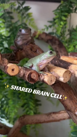 This is Jeffwee (Big Brown Frog) and Bip (Small Green Frog) ✨🐸 They are Whites Tree Frogs! They are my first ever pet frogs and I have had them for 3 months now and they are beginning to get comfortable around me. 🥰 #frog #frogtok #frogs #amphibians #froggy #exoticpets #pet #pettok #petsoftiktok #fyp