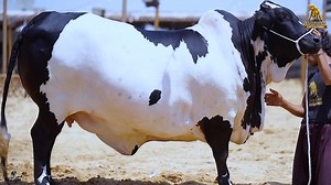 12 reactions | 爐MASHA'ALLAH LAQUW'WATA IL'LAH BIL'LAH爐  SACHWANI CATTLE FARM  PRESENTS ⭕*RUBY*⭕  COMING BACK WITH BOMBASTIC COLLECTION GATES ARE OPEN FOR QURBANI LOVERS ⛩️ COME AND WITNESS GIGANTIC COLLECTION FOR SEASON 2023 LOCATION: JAMEEL MEMON SOCIETY, KARACHI | Pakistan cattle market | Facebook