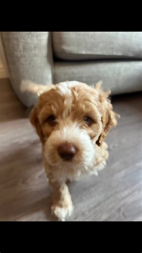 Adorable Cockapoo Puppies Stealing Hearts