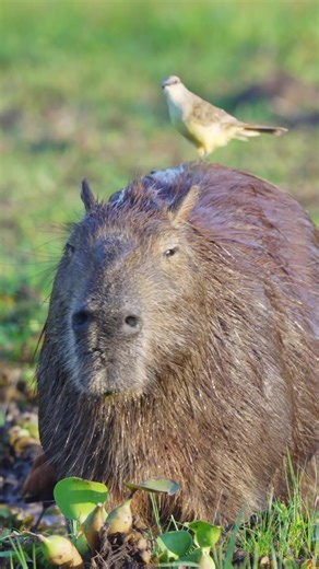 Discover the Official Capybara Song Music Video
