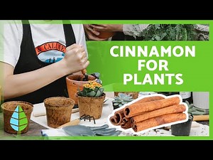 5 AMAZING USES of CINNAMON for PLANTS 🌱 (Benefits of Cinnamon and How to Use It)