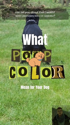 Understanding Dog Poop Colors: A Health Guide