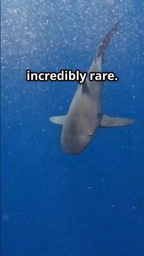 How Bull Sharks Survive in Freshwater 🦈