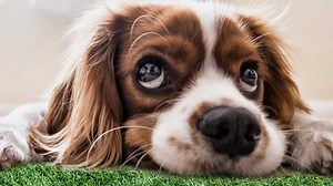 Artificial Grass Drainage: Flo-Rite-Thru for Dogs & Pets