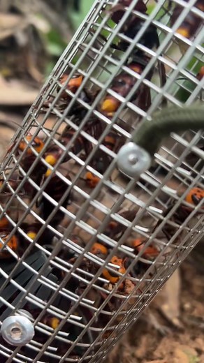 #liliwasp #wasp #hornet #bee #killer #nature