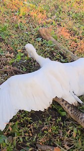 Indian Water Snake vs Bagula #highlightseveryone #reelsfb #viralvideofb | Mobarak Snake Panchet