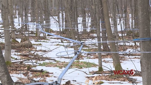 Vermont sugar-makers turning maple groves into bird habitat