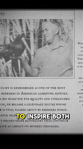 Duke Hulsey is remembered as one of the most respected breeders in American gamefowl history. Known for his sharp eye for quality and unmatched dedication, he became a legendary figure whose influence is still talked about by breeders today. His careful selection practices and breeding philosophy helped shape bloodlines that continue to leave an impact on modern programs. What made Hulsey stand out was not only his knowledge but also his discipline. He was admired for staying true to principles 