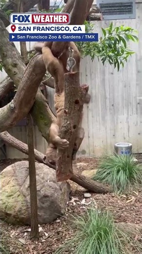 Fossa Shows Off Dexterity At California Zoo