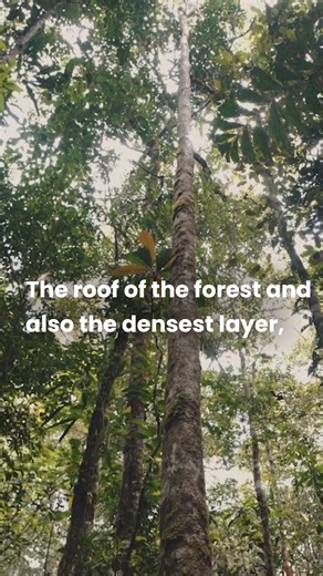 18K views · 263 reactions | Fruit-filled and humid, the canopy layer is paradise for rainforest icons like macaws, monkeys, and sloths! 列殮 Not only is it the rainforest’s busiest neighborhood, but it's also vital for balance: controlling light, temperature, and humidity so the entire forest can thrive.  #RainforestAlliance #Rainforest #RainforestLayers #Canopy #Wildlife #Biodiversity | Rainforest Alliance | Facebook