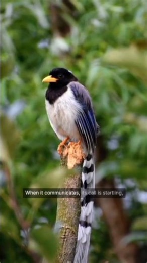The Bird That Sounds Like a Machine Gun! 🐦🦖 #shorts #scary #nature