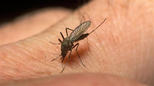 Mosquitoes found as far north as Shetland in study examining pathogen risk