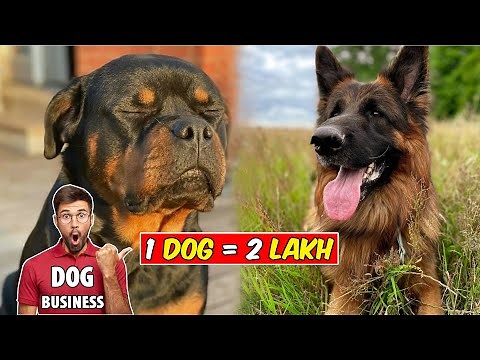 Dog Farming Business | How To Start Dog Breeding Business