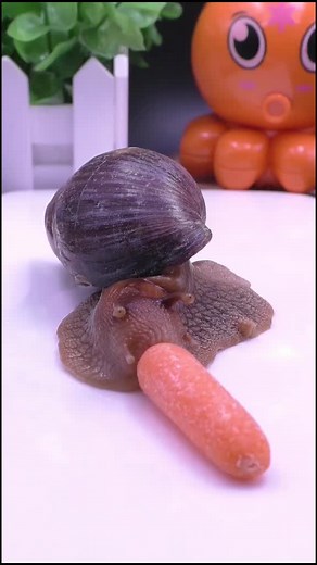 Snail Eating Carrot - Pet Snails Enjoying a Treat
