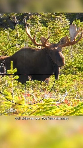 Where To Shoot a Moose With a Gun Hunting Tips #shorts #animals #hunting #Hunting #Hunt #HuntingLife #HuntingSeason #HuntingCommunity #Hunter #HuntingAdventure #HuntingGear #BowHunting #RifleHunting #HuntingPassion #HuntingSports #WildlifeHunting #GameHunting #HuntingDog #OutdoorHunting #HuntingTrip #HuntingExperience #HuntingPhotography #HuntingMemories | Wild Hunting