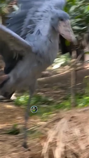 Shoebill stork as it demonstrates an impressive jumping feat! #fypシ゚ #birdwatching #shoebillstork | ShoebillStork28