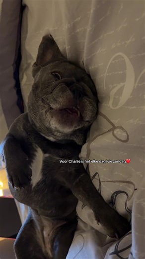 Living her best life✨ #lazy #doglife #frenchbulldog #fyp #voorjou