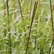 Video: Fluorescence-microscopy Screening and Next-generation Sequencing: Useful Tools for the Identification of Genes Involved in Organelle Integrity