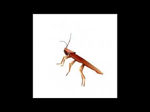 The original cockroach dancing for 10 miNUTes