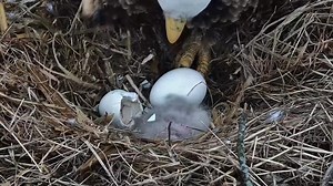 1M views · 69K reactions | We are over the moon about hatchling DH1!...