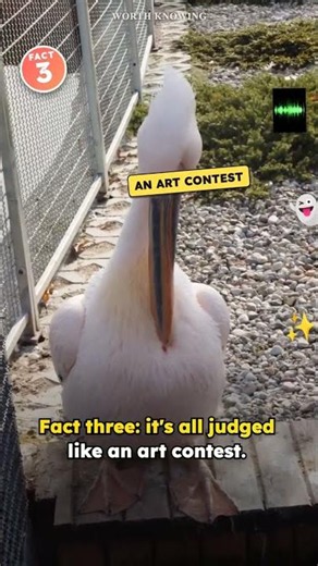 Bowerbird Facts: The Bird That Builds Optical Illusions to Win a Mate