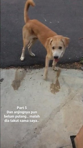 Coba main sama anjing yang baru kenal