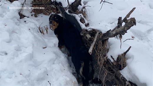 Dog Runs Off into Deep Snow on Walk and Refuses to Return, Owner Finds Pet Saving Another Pup