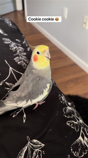 Groot Singing the Cookie Song | Cockatiel Cutepets Parrot