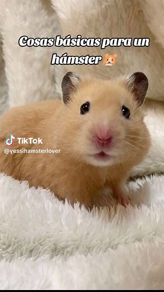 Lo básico para cuidar a tu hámster