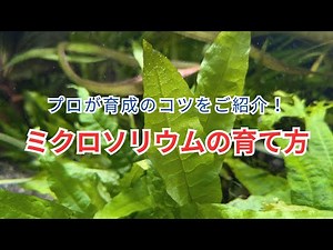 【プロがコツをご紹介！】ミクロソリウムの育て方