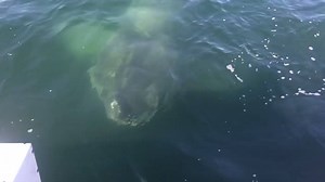 Wow now that's a next level big SHARK!!!!!!!!!!!!!!!!!! | Big Blue Dive & Fish