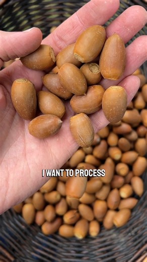 1.1M views · 6.1K reactions | What if you aren’t going to store your acorns long term? Do you need to dry completely?#foraging #oak #acorns | Feral Foraging | Facebook