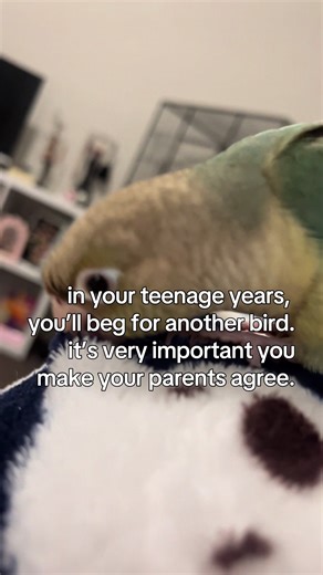 Greencheek Conure: A Beloved Pet Bird