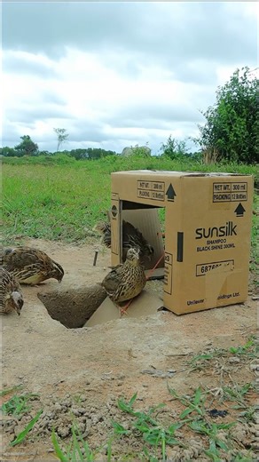 @diywildlifecreative on Instagram: "Excellent idea 💡 amazing New Quail trap #DIYTrap #DIYBIRDS #ReelsViral How to Make a DIY Quail Trap using a cardboard box 📦, rope, curved rods, a hole, and sticks 👌. This reel went viral with millions of views on YouTube, TikTok, and other platforms! #CreativeParrotTrap #BuildParrotTrap SnakeTrap Snake #TrendingAlgorithm #ViralTrap #WildlifeDIY #FYP #ViralReel #animals #Python #Reptiles #TrapMachine #DIYProjects #NatureHacks #Fypシ #Fypage #ViewsViral #Algor