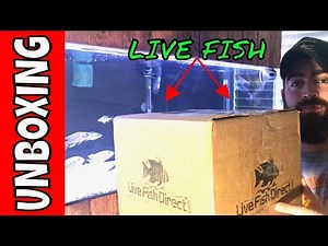 Live Fish Direct Unboxing