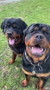 These Big Rottweilers Are Just Too Beautiful and Lovable! Credits to @kaiboss_kennels & @rottie_girl | Rottweiler Life