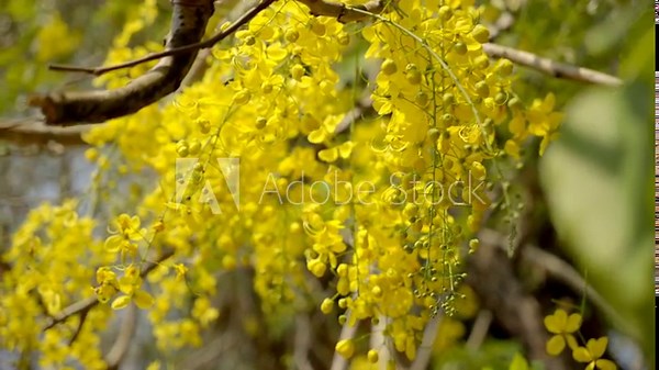 the golden shower flower Indian laburnum plant Kanikonna ,