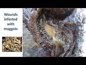 Wounds infested with maggots