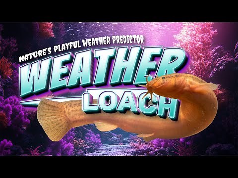 Dojo Loach Care Guide: Playful Weather-Predicting Cold Water Aquarium Fish & GREAT Tank Mate!
