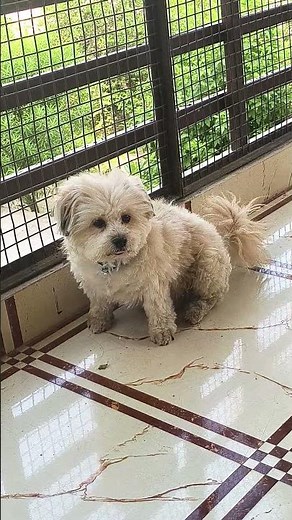 🐾 Tiny paws, endless love! Every day with a Lhasa Apso is filled with joy, loyalty, and adorability