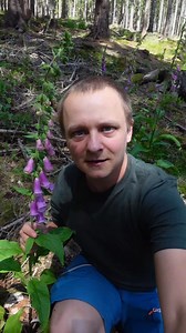 Naparstnica purpurowa (łac. Digitalis purpurea) - roślina trująca #zioła #natura #lato #nature | Źródła Natury - według Chmielewskiego