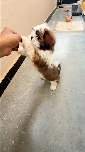 Baby Shih Tzu Standing on 2 Legs for Treats! 🐾🔥 #dog #pets #cute #funny