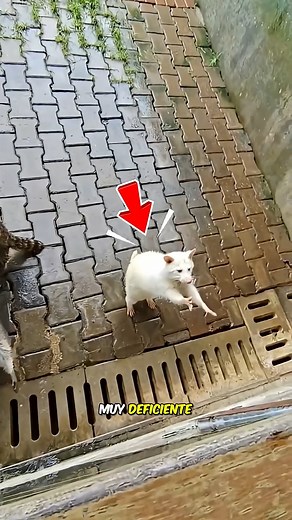 El mapache enfermo siempre fue marginado por los de su propia especie | Mine Mate