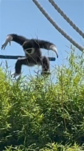 Tanganyika Wildlife Park on Instagram: "White-Handed Gibbons are built for life in the treetops. Their long arms and hook-like fingers let them swing up to 50 feet between branches at speeds up to 35 miles per hour. But sometimes they take the express route, straight down. #gibbons #gibbon #whitehandedgibbon #kansas #animalencounters"