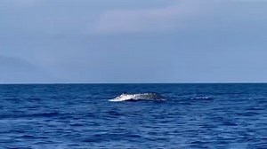 Another great day on the water, 6 Pygmy blues in the morning, 3 in the afternoon and our divers at K41 saw one from the beach! Timor just keeps on giving Video thanks to Chae #divetimortoday #bluewhales #pygmyblue #whalewatching #whalewatchingtour #whalesanddolphins #divetimor #divetimorleste | Dive Timor Lorosae