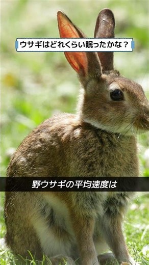 ウサギはどれくらい眠ったかな？