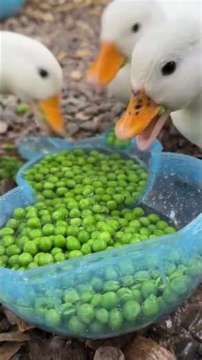 Asmr eating sounds of animals #eatingasmr #animaleating #sonidosparadormir #sleepsounds