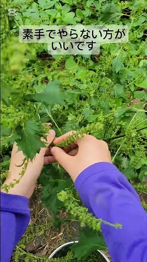 しその実の収穫→醤油漬け #家庭菜園 #自然農法 #野菜 #しそ